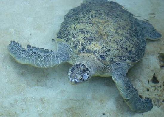 Charlie the resident sea turtle